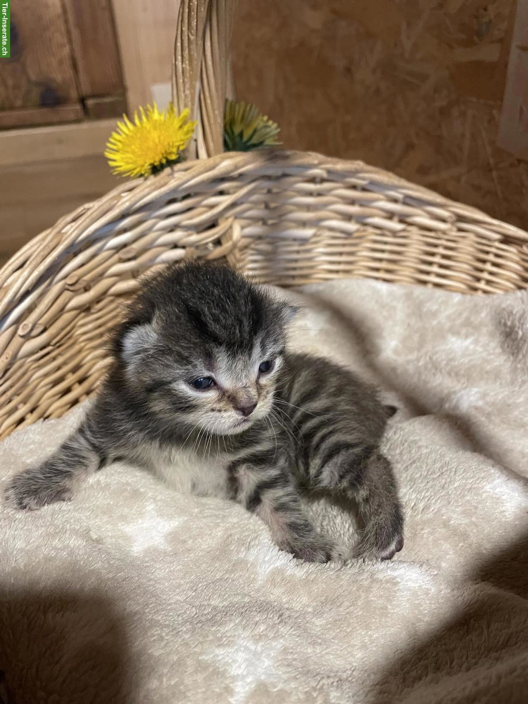 Bild 5: Wunderschöne Kitten mit speziellen Farben und teils längerem Fell
