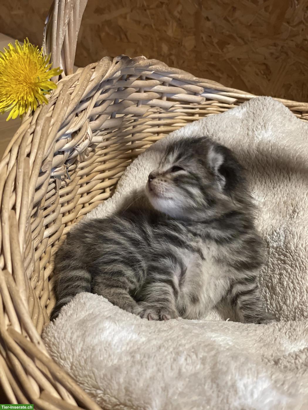 Bild 6: Wunderschöne Kitten mit speziellen Farben und teils längerem Fell