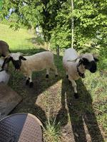 2 Walliser Schwarznasenschaf Auen