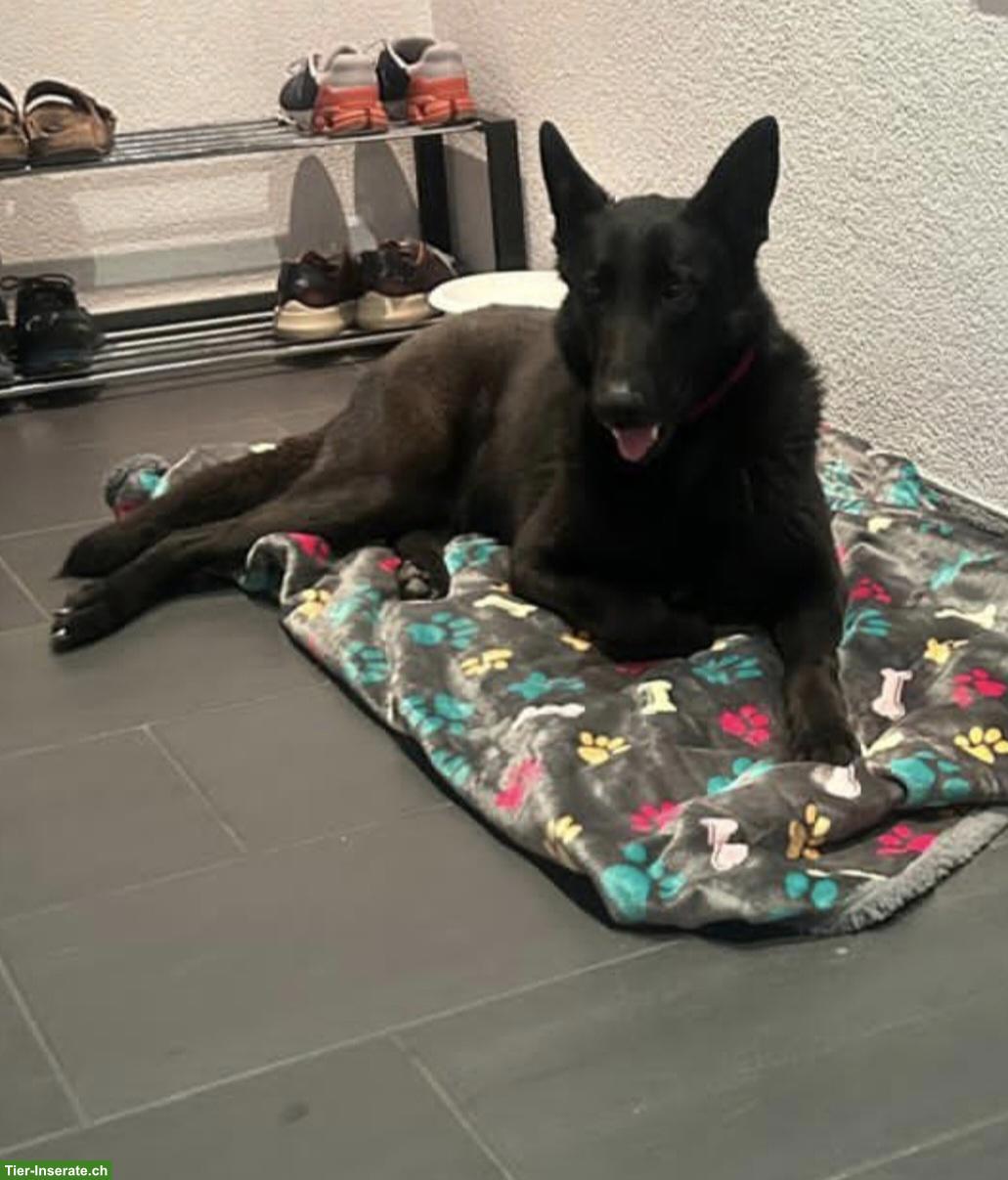 Bild 5: Mischlingshündin Bella sucht ihr für immer Zuhause