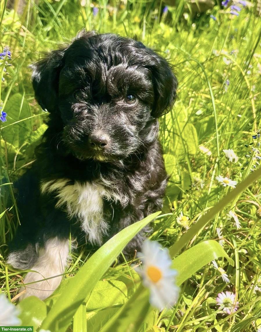 Süsse Zwergpudel x Papillon Mischlingswelpen zu vergeben 🐾