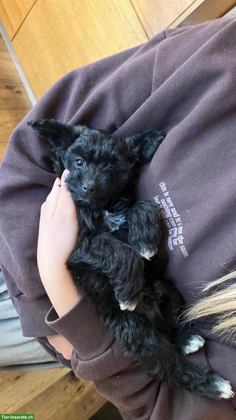 Bild 2: Süsse Zwergpudel x Papillon Mischlingswelpen zu vergeben 🐾