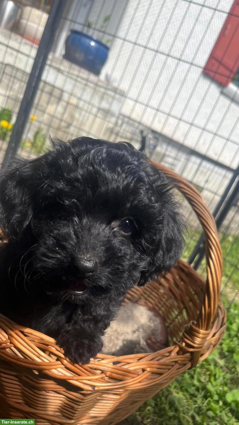 Bild 3: Süsse Zwergpudel x Papillon Mischlingswelpen zu vergeben 🐾