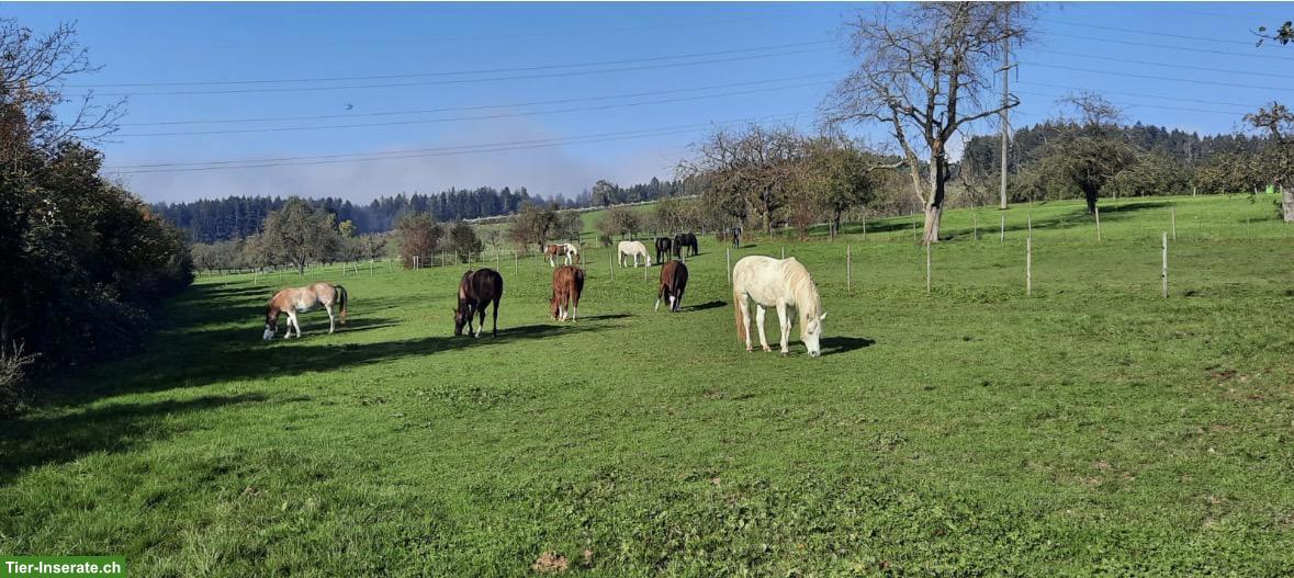 Freie Plätze im idyllischen Offenstall in Braunau TG