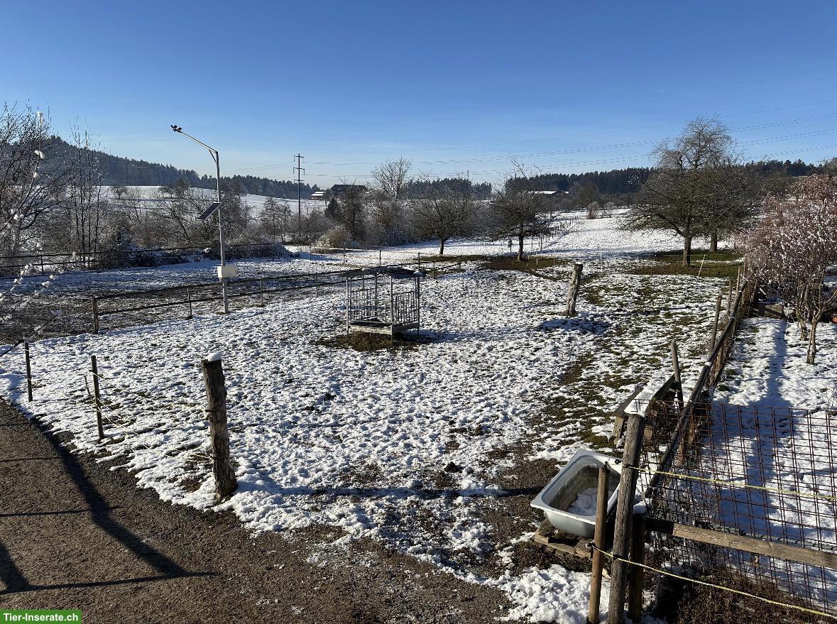 Bild 2: Freie Plätze im idyllischen Offenstall in Braunau TG
