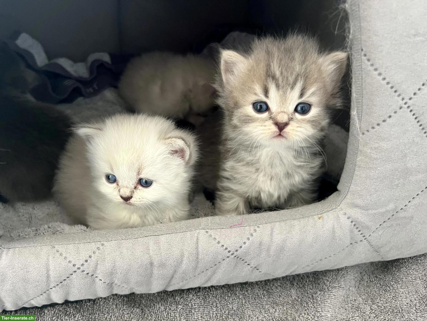 Britisch Langhaar Kitten zu verkaufen