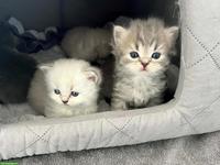 Britisch Langhaar Kitten zu verkaufen