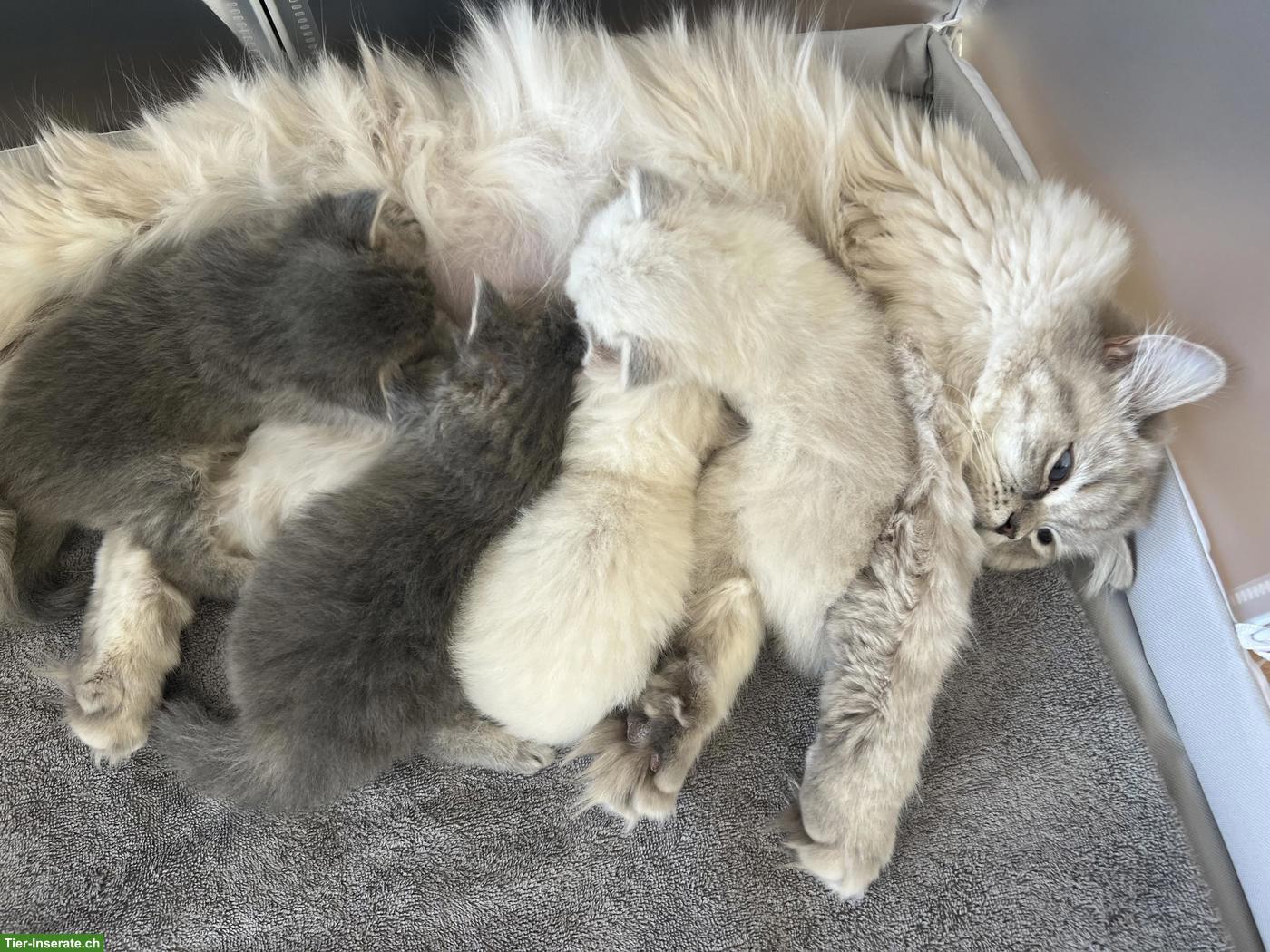 Bild 2: Britisch Langhaar Kitten zu verkaufen