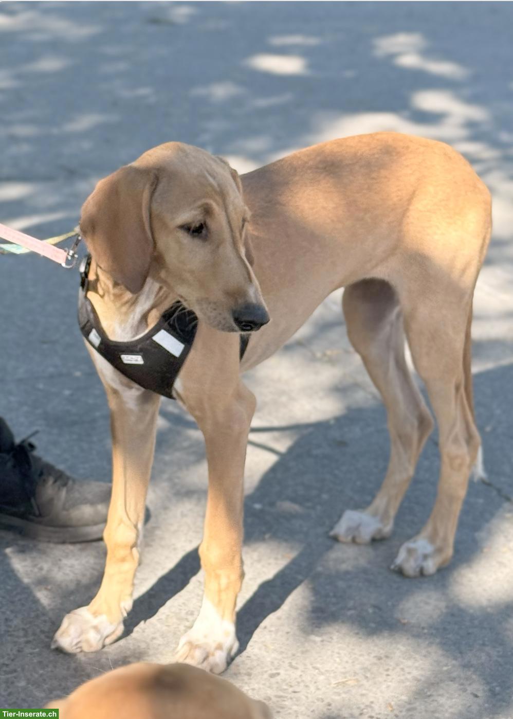 Bild 3: Saluki Welpen (Windhund) in creme/golden