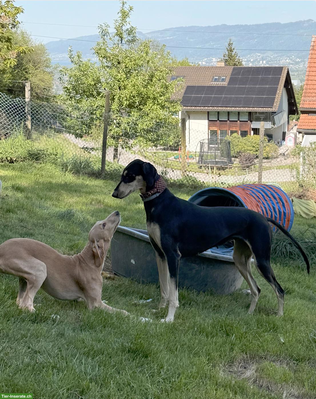 Bild 4: Saluki Welpen (Windhund) in creme/golden