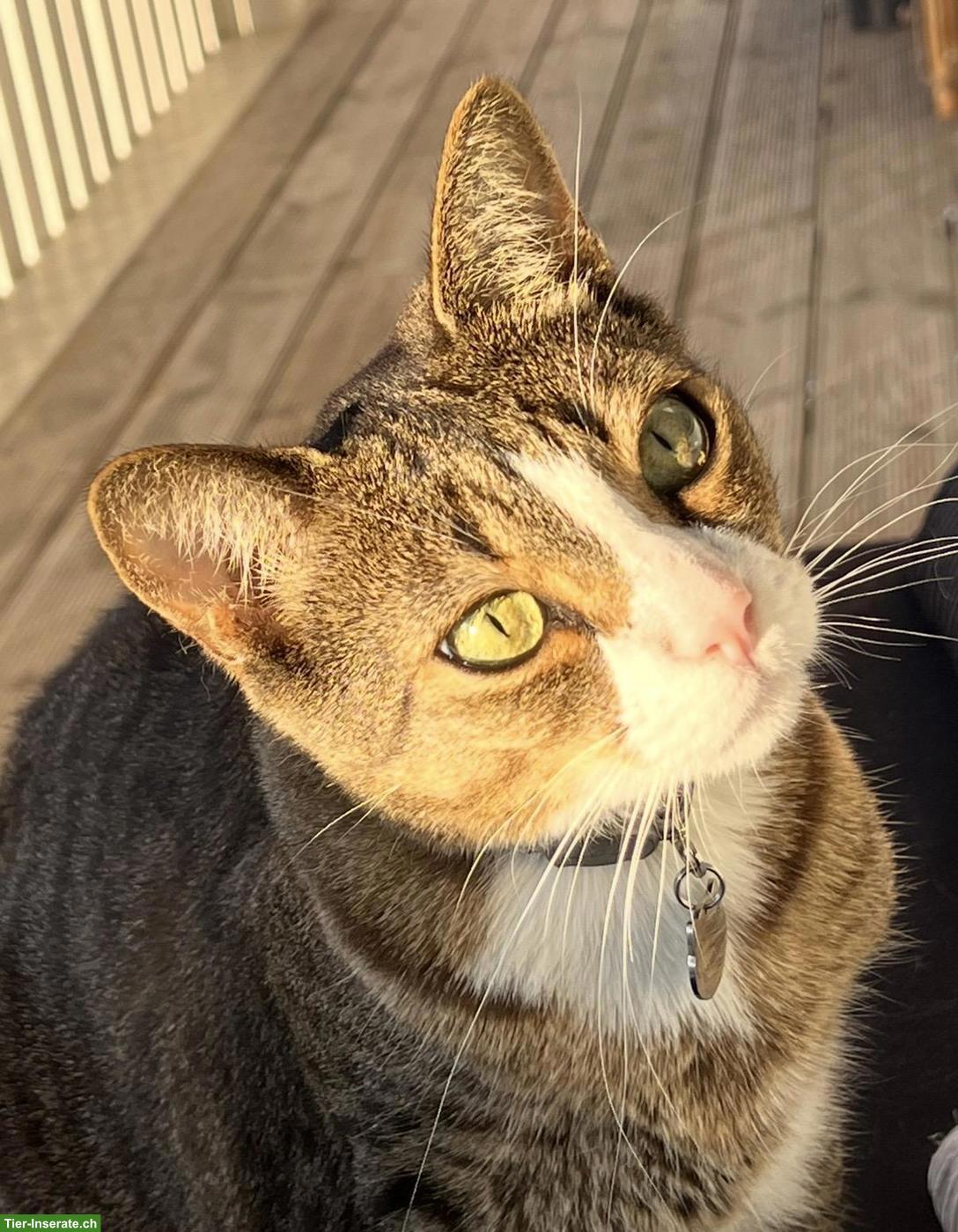 Katerbrüder Mogli & Balou (9 J.) suchen zusammen ein Freigang-Zuhause
