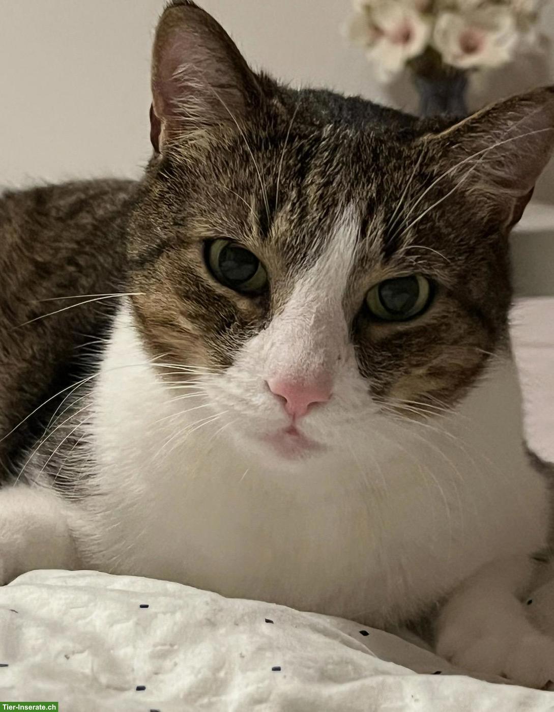 Bild 2: Katerbrüder Mogli & Balou (9 J.) suchen zusammen ein Freigang-Zuhause