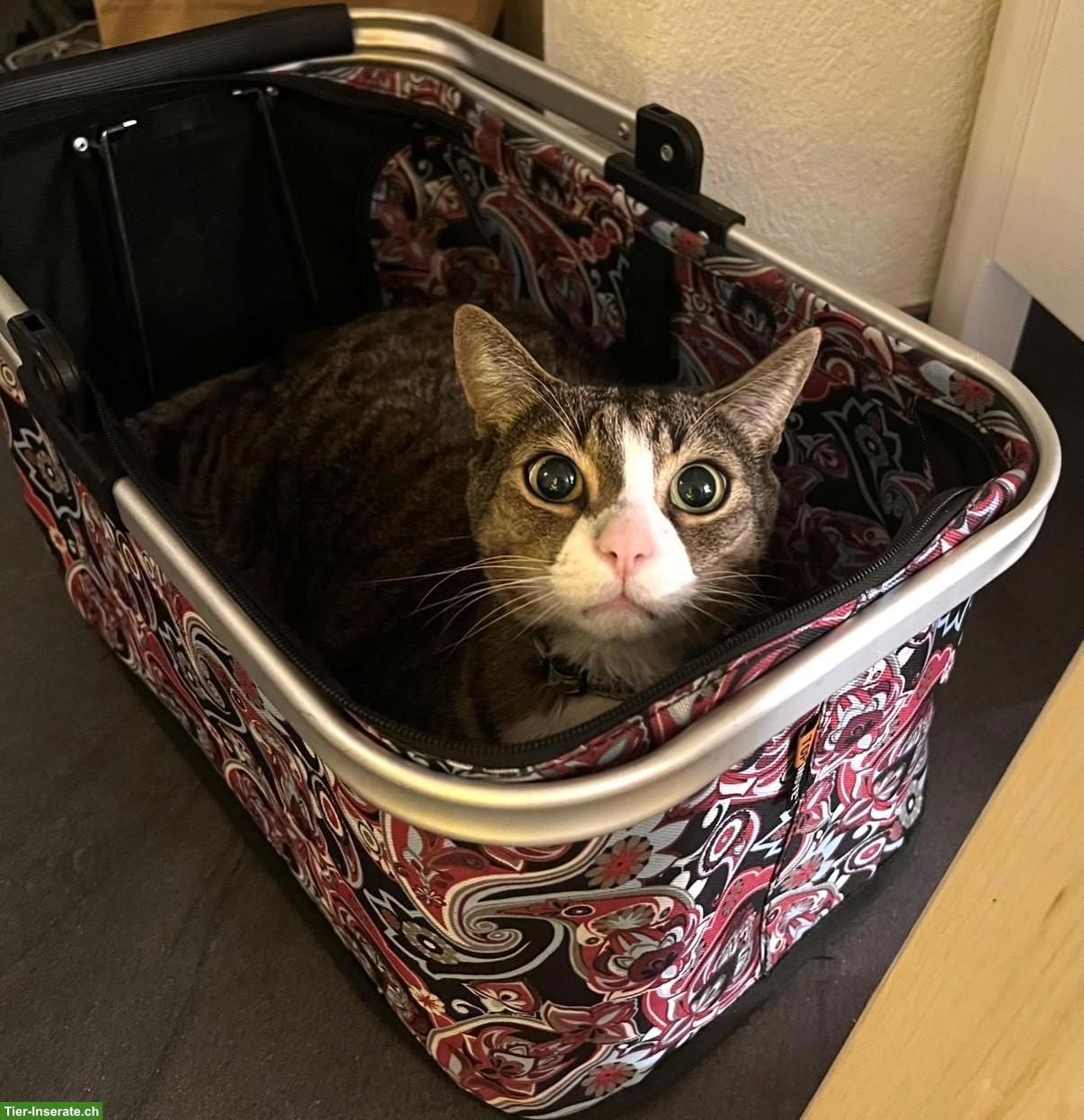 Bild 3: Katerbrüder Mogli & Balou (9 J.) suchen zusammen ein Freigang-Zuhause