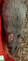 2 süsse Ratten Männchen zu vergeben