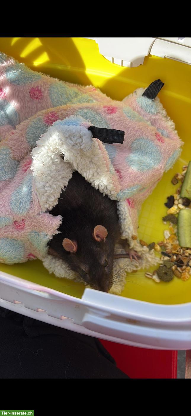 Bild 2: 2 süsse Ratten Männchen zu vergeben