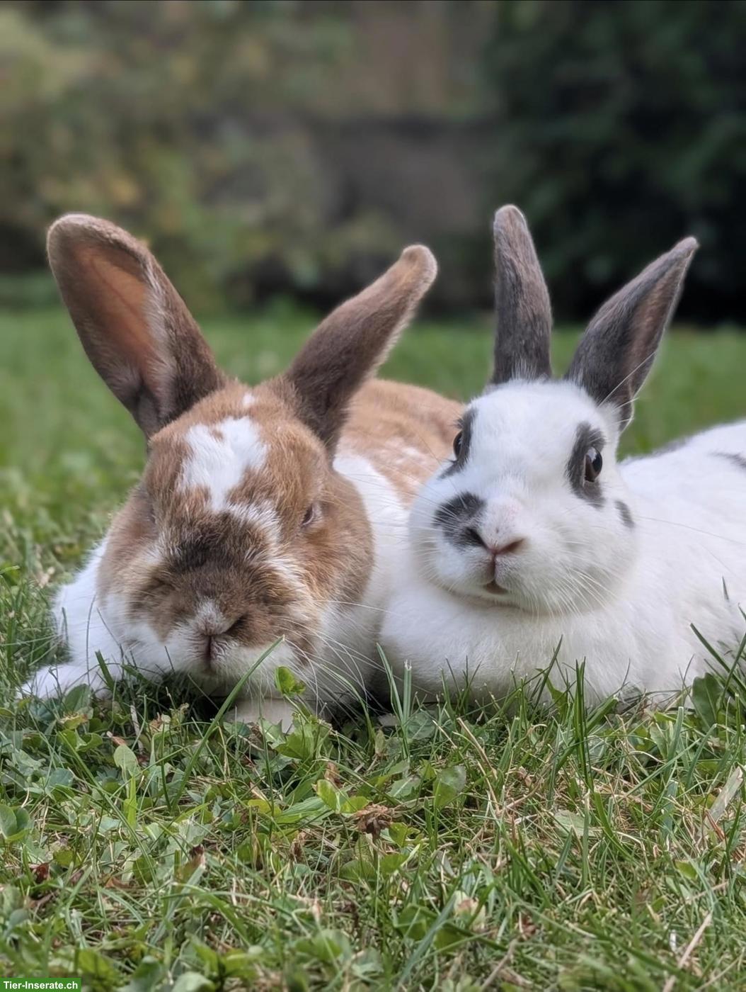 2 Kaninchen suchen artgerechtes Zuhause