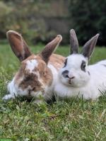 2 Kaninchen suchen artgerechtes Zuhause