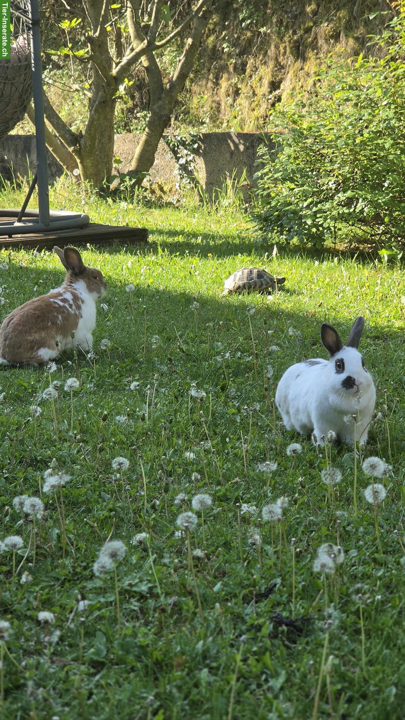 Bild 2: 2 Kaninchen suchen artgerechtes Zuhause
