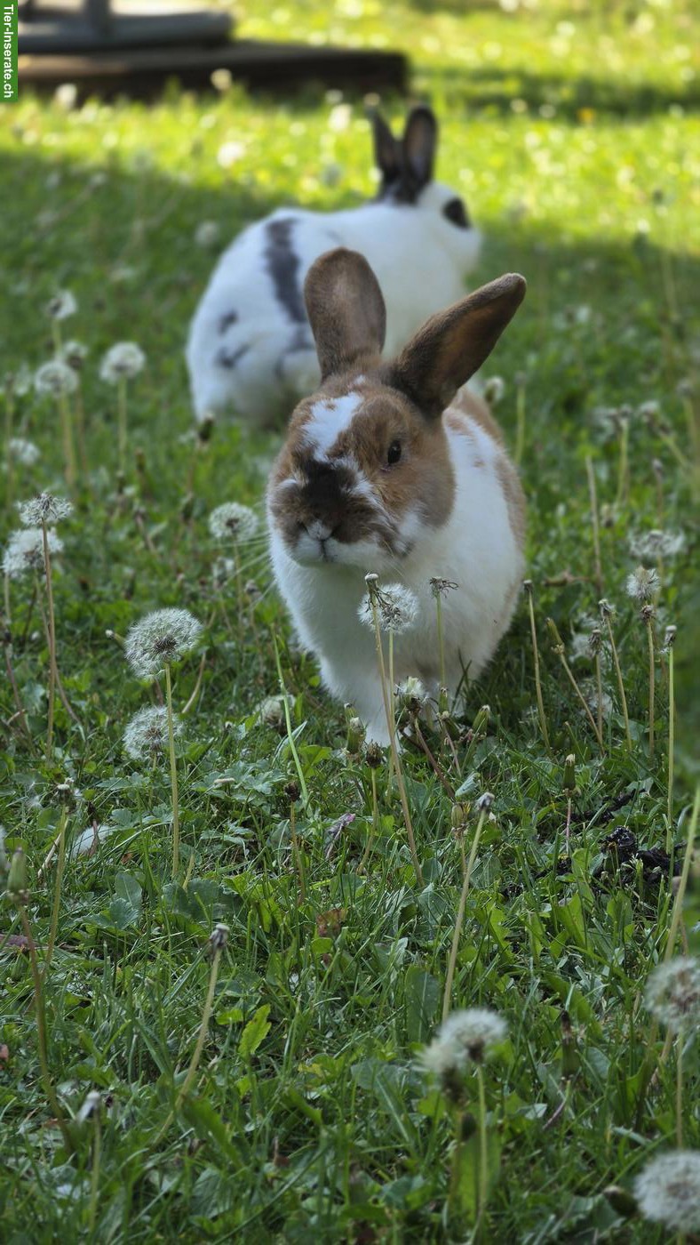 Bild 3: 2 Kaninchen suchen artgerechtes Zuhause
