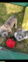 Exklusive Fluffy French Bulldog Welpen in blue/lilac