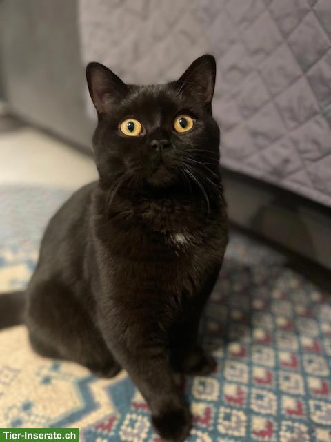 BKH Deckkater in chocolate/schwarz