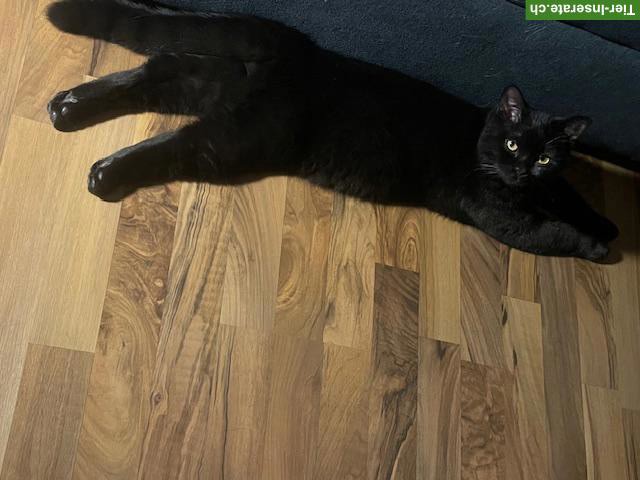 Bild 2: BKH Deckkater in chocolate/schwarz
