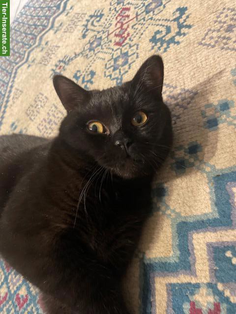 Bild 3: BKH Deckkater in chocolate/schwarz