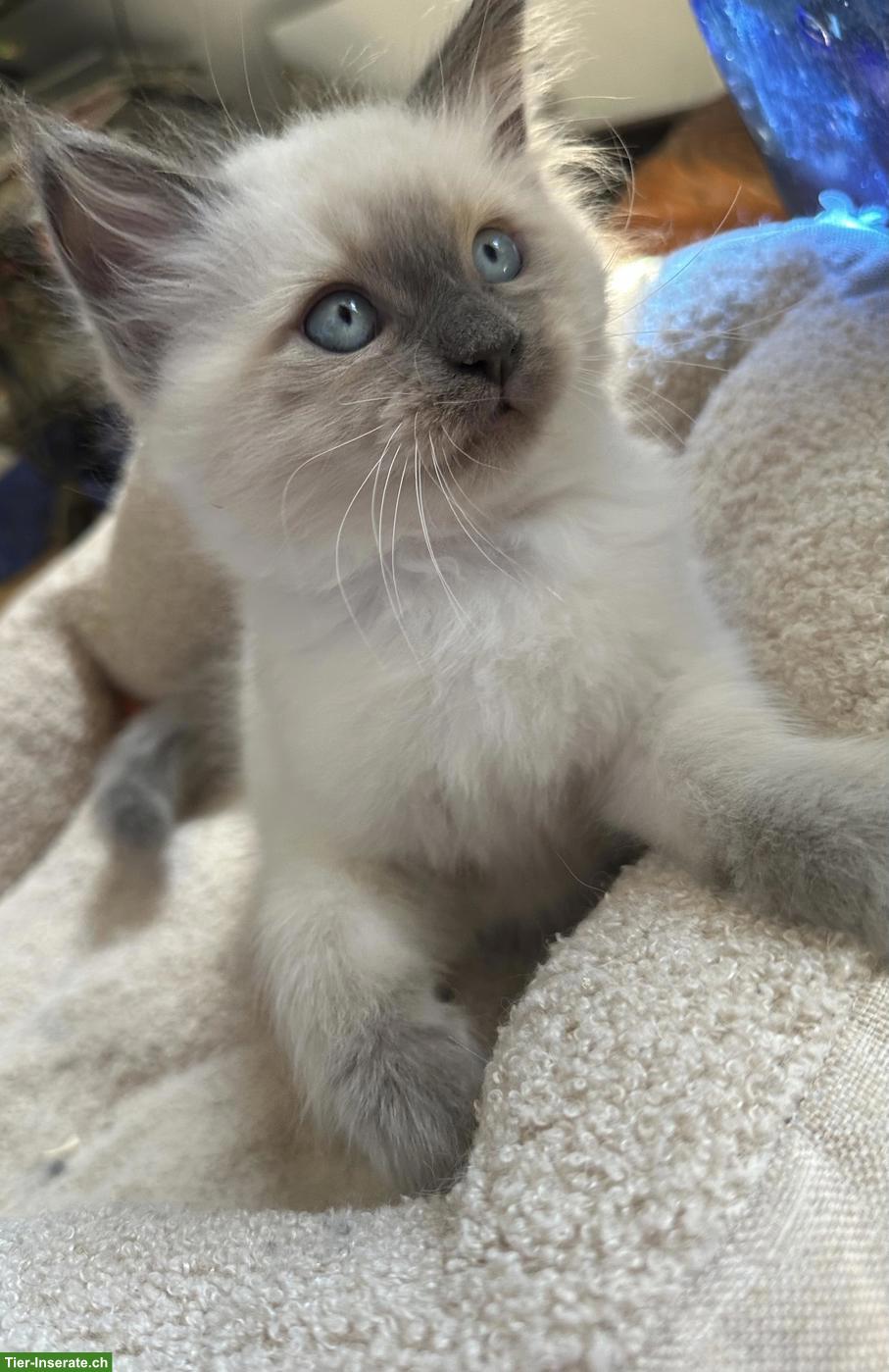 Heilige Birma x Perser Mix Kitten (Kater) sucht liebevolles Zuhause