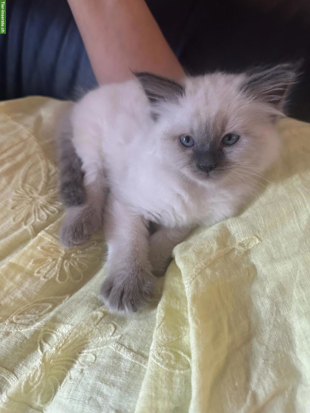 Bild 3: Heilige Birma x Perser Mix Kitten (Kater) sucht liebevolles Zuhause