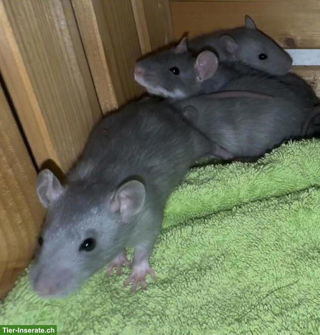Bild 2: Junge Farbratten, männlich & weiblich
