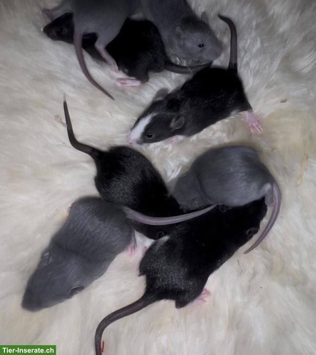Bild 6: Junge Farbratten, männlich & weiblich