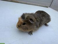 Meerschweinchen, männlich, ca. 1-jährig abzugeben