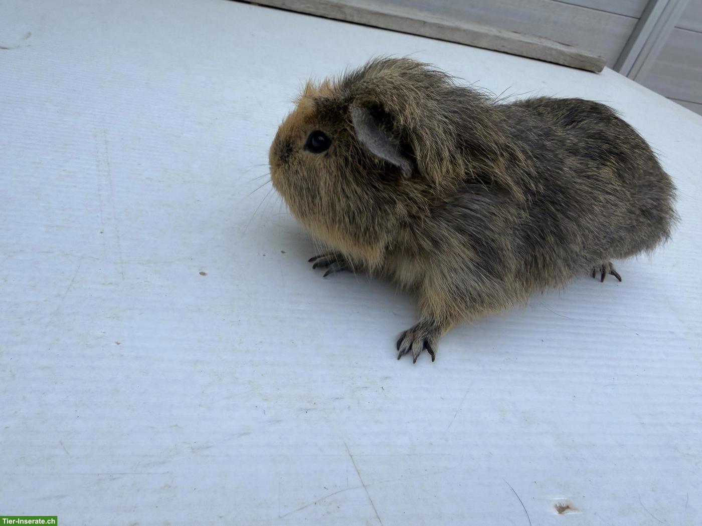 Bild 2: Meerschweinchen, männlich, ca. 1-jährig abzugeben