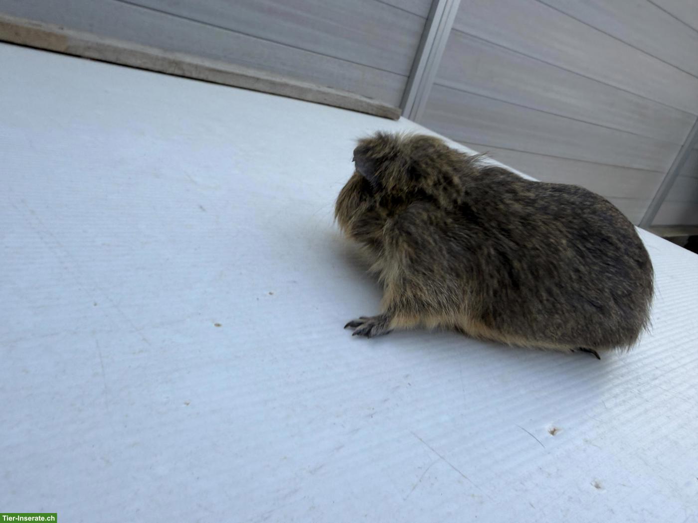 Bild 3: Meerschweinchen, männlich, ca. 1-jährig abzugeben