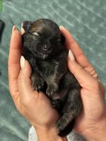 Liebevoller Pomeranian Zwergspitz Rüde abzugeben