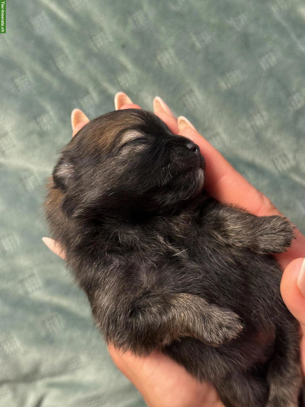Bild 2: Liebevoller Pomeranian Zwergspitz Rüde abzugeben