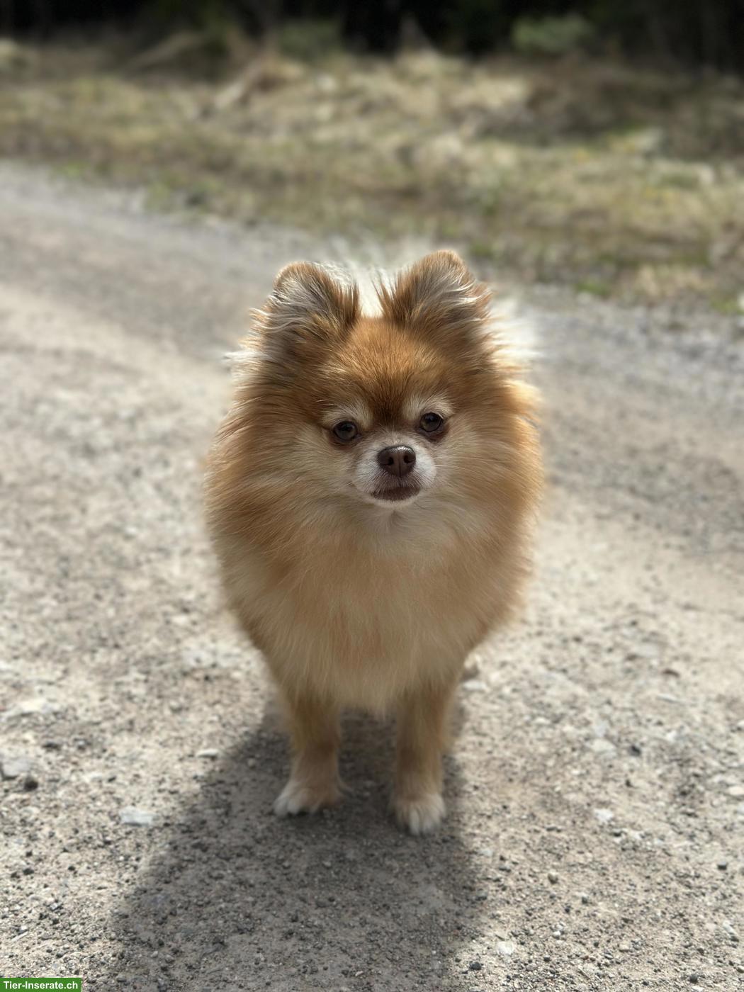 Bild 3: Liebevoller Pomeranian Zwergspitz Rüde abzugeben