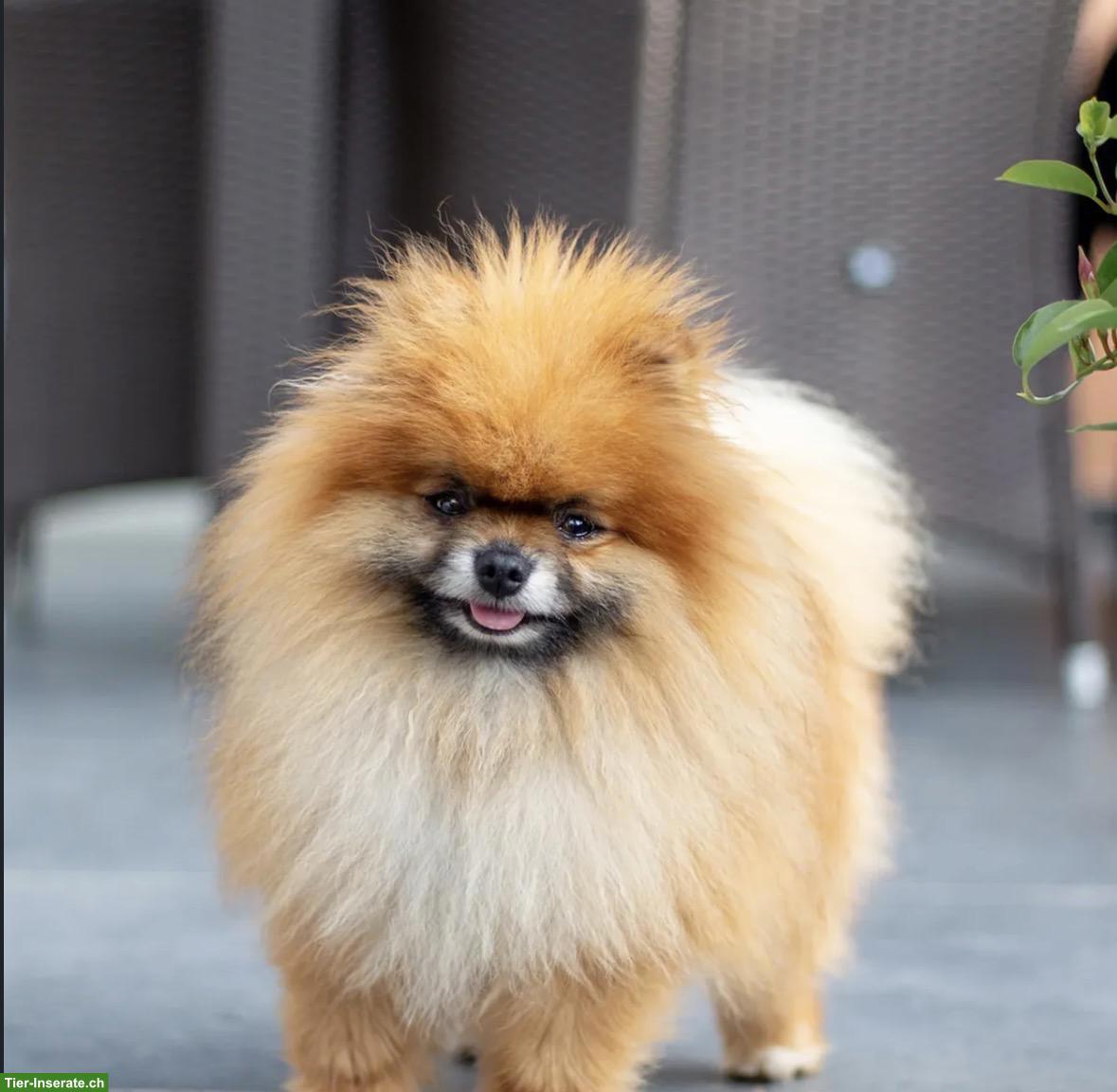 Bild 4: Liebevoller Pomeranian Zwergspitz Rüde abzugeben