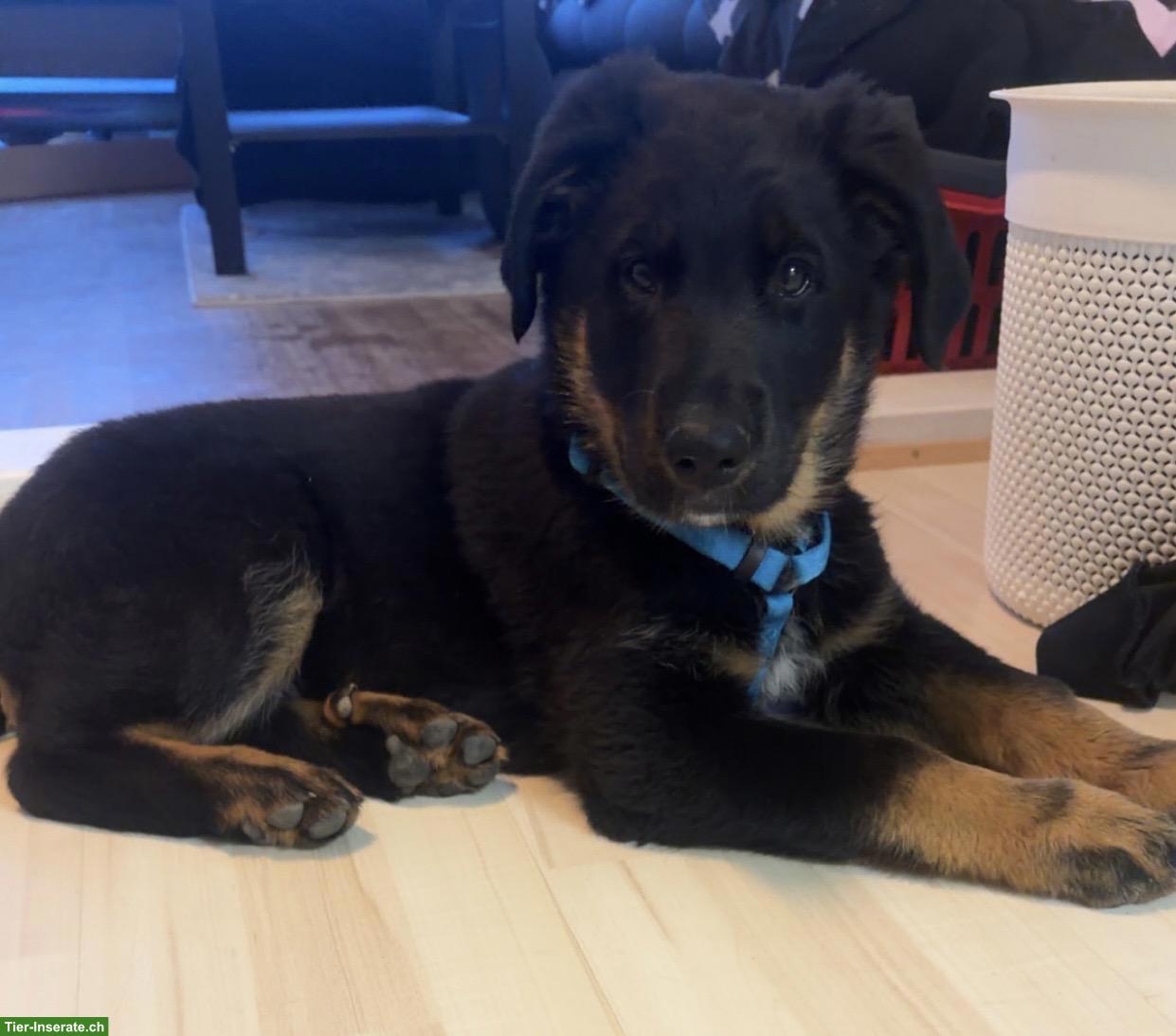 Schäferhund Mischlingswelpe, männlich