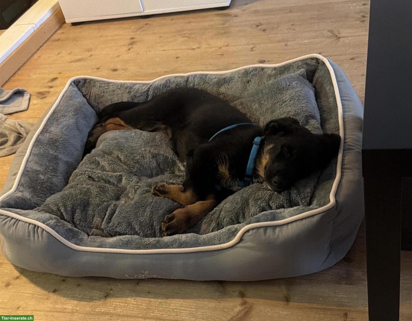 Bild 2: Schäferhund Mischlingswelpe, männlich