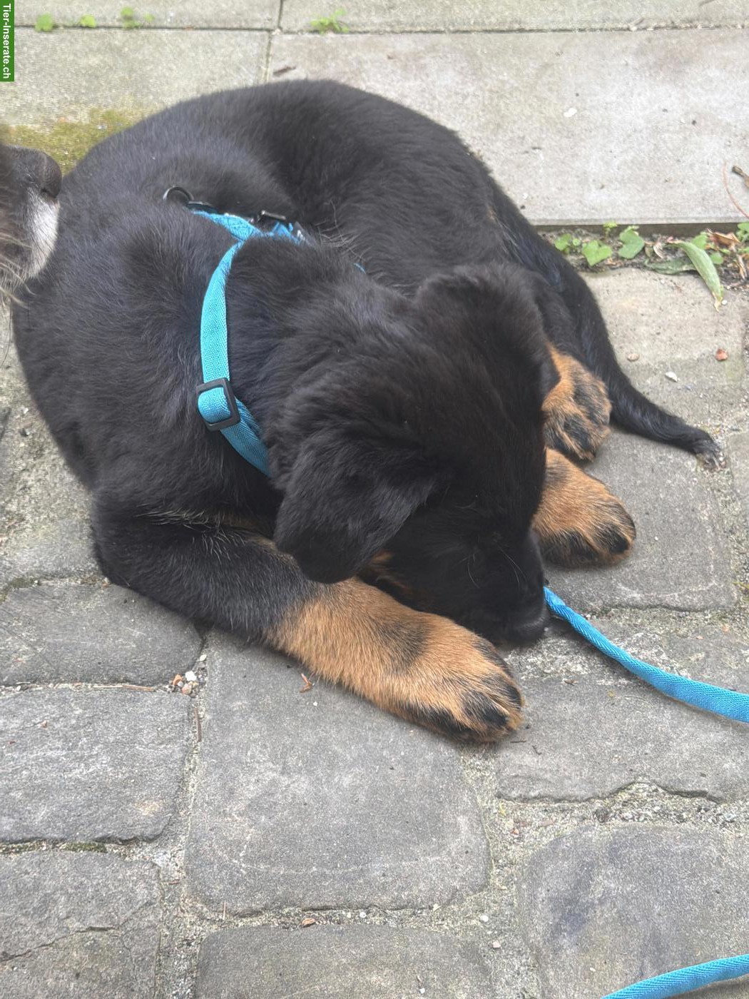 Bild 3: Schäferhund Mischlingswelpe, männlich