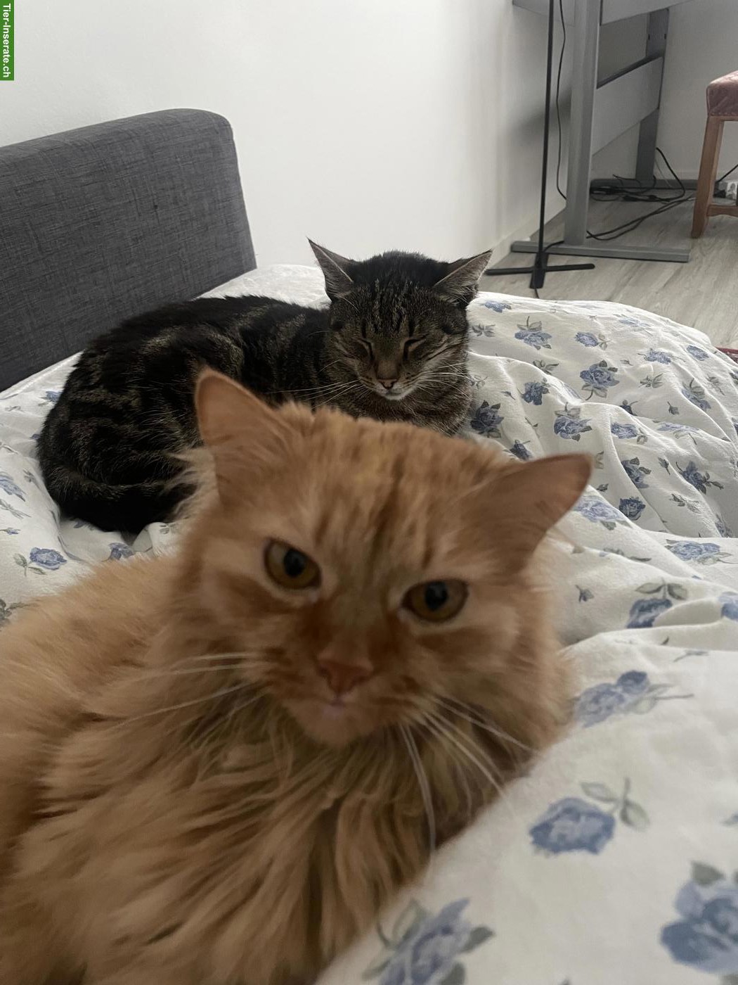 Katzenpaar / Wohnungskatzen suchen neues Zuhause