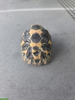 Strahlenschildkröte (Astrochelys radiata)