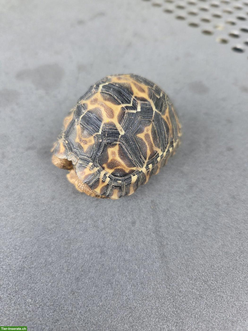 Bild 2: Strahlenschildkröte (Astrochelys radiata) zu verkaufen