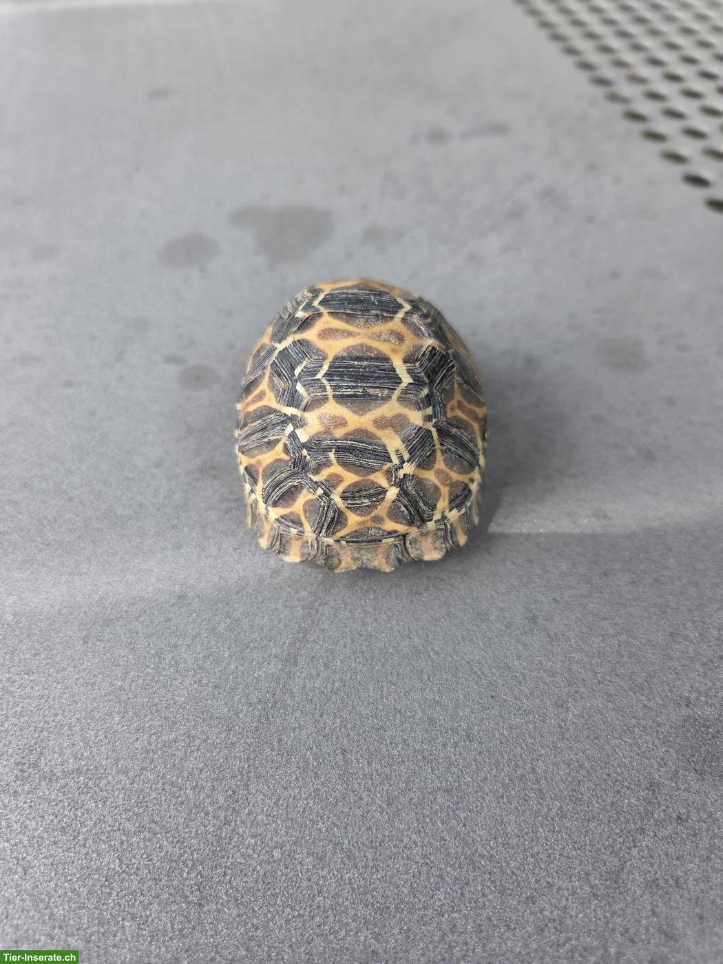 Bild 3: Strahlenschildkröte (Astrochelys radiata) zu verkaufen