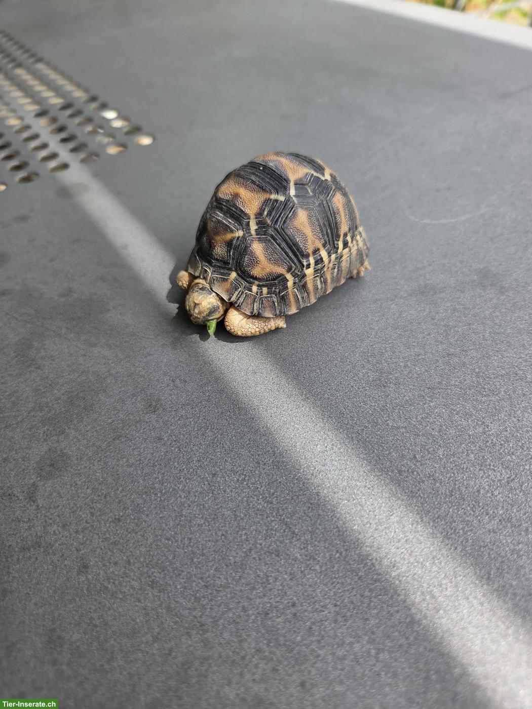 Bild 4: Strahlenschildkröte (Astrochelys radiata) zu verkaufen