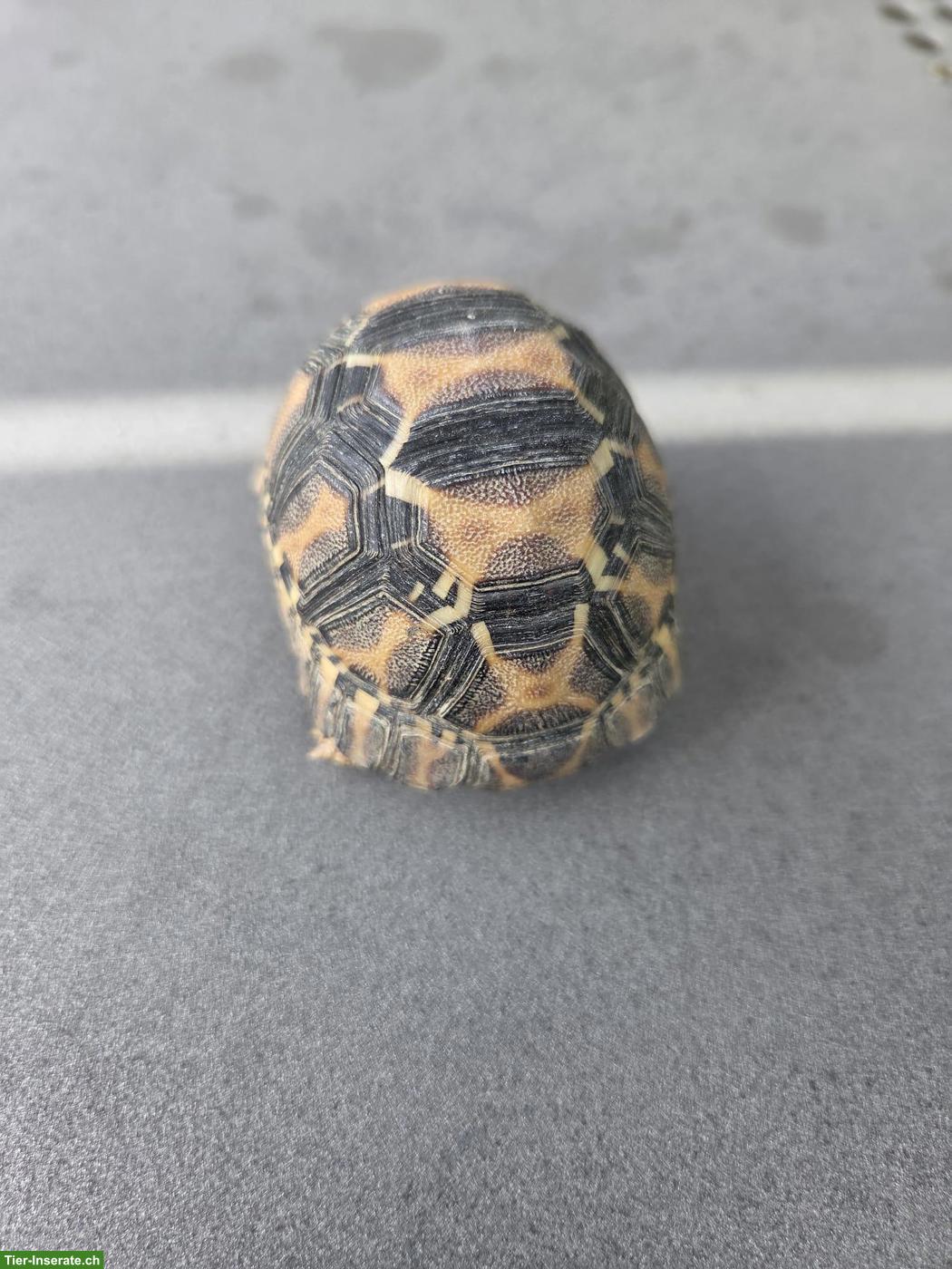 Bild 5: Strahlenschildkröte (Astrochelys radiata) zu verkaufen