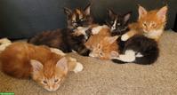 Maine Coon Kitten suchen ihr neues Zuhause