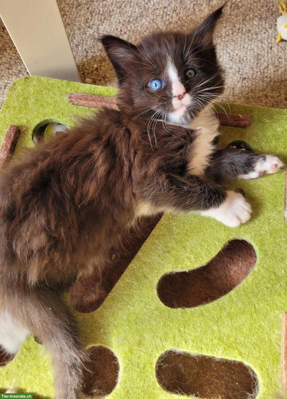 Bild 2: Maine Coon Kitten suchen ihr neues Zuhause