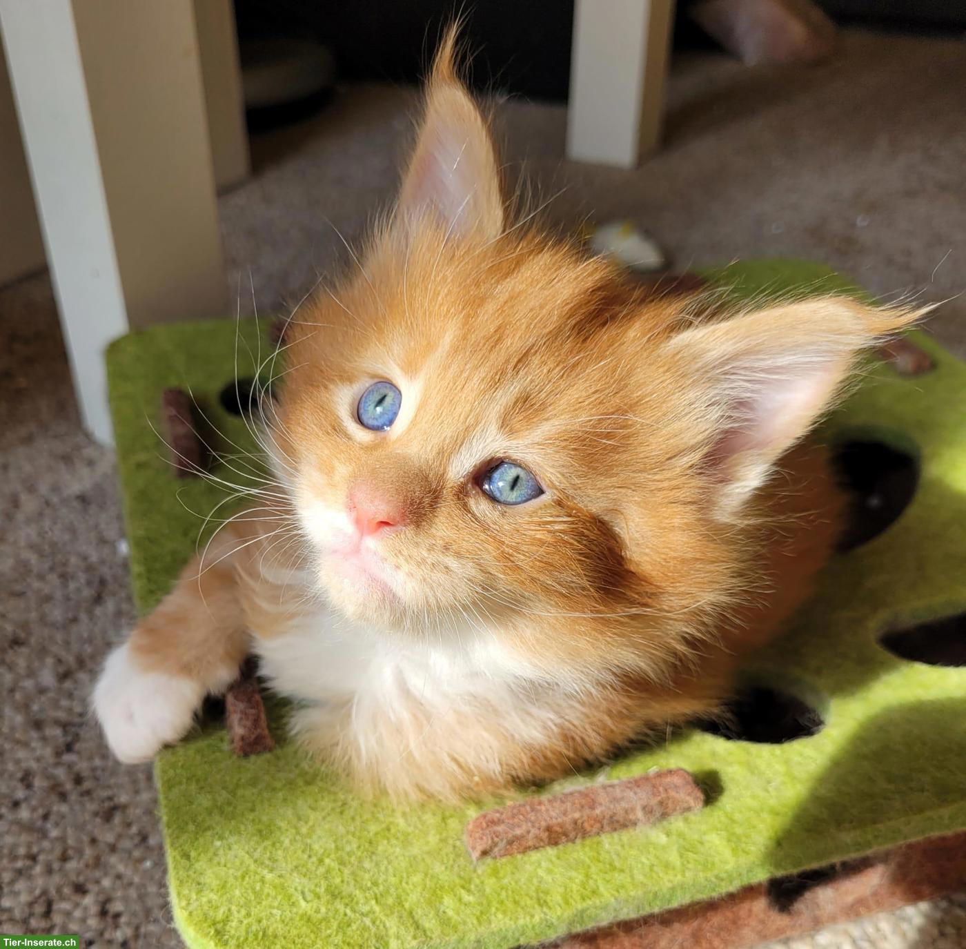 Bild 3: Maine Coon Kitten suchen ihr neues Zuhause